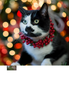 Picture for category Feline